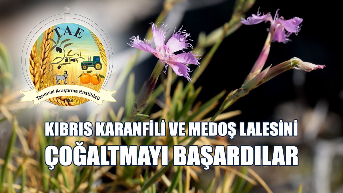 Kıbrıs Karanfili ve Medoş Lalesini Çoğaltmayı Başardılar