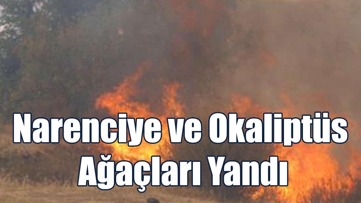Narenciye ve Okaliptüs Ağaçları Yandı