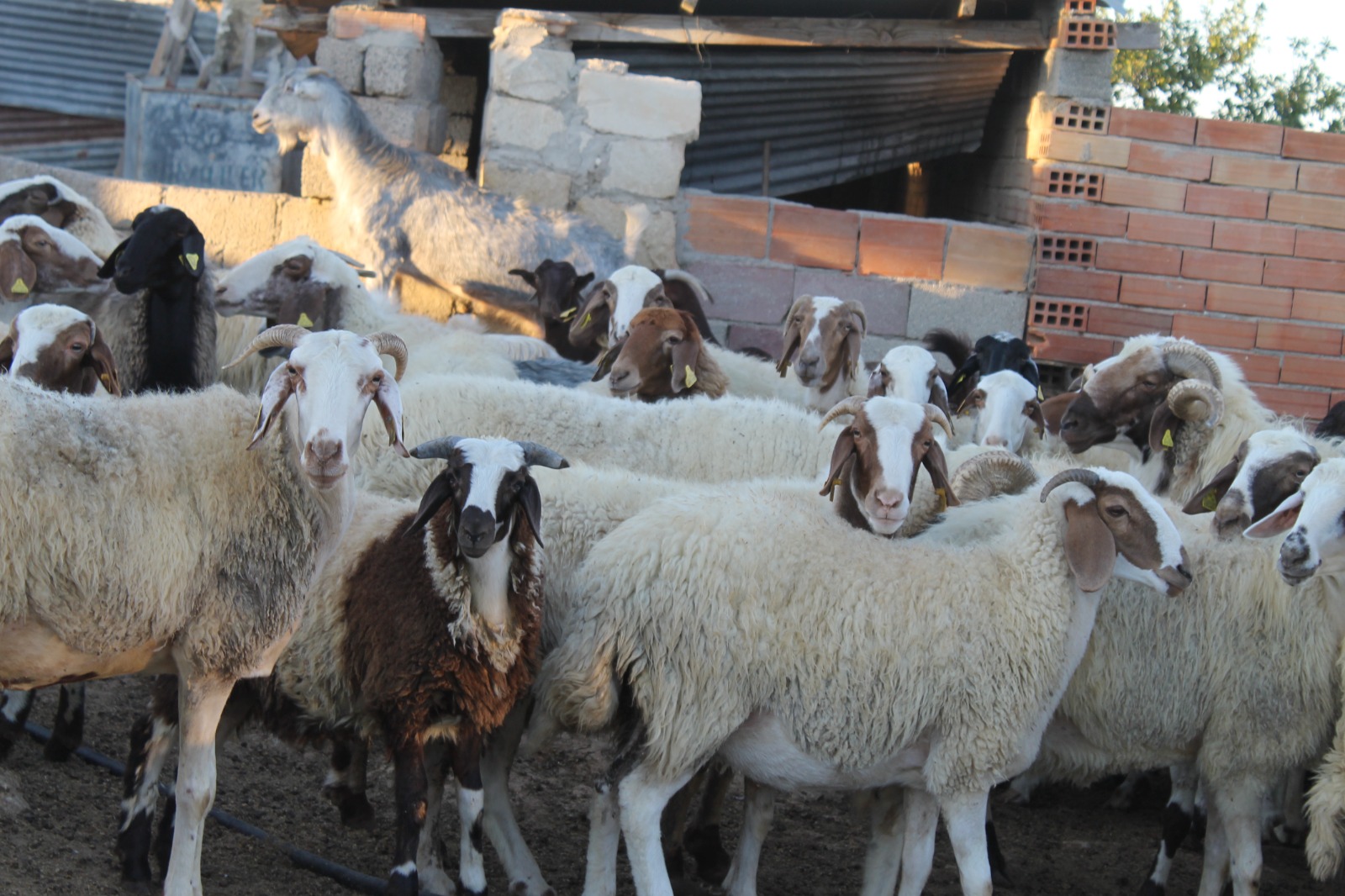 Çiçek hastalığı tazminatları ödendi