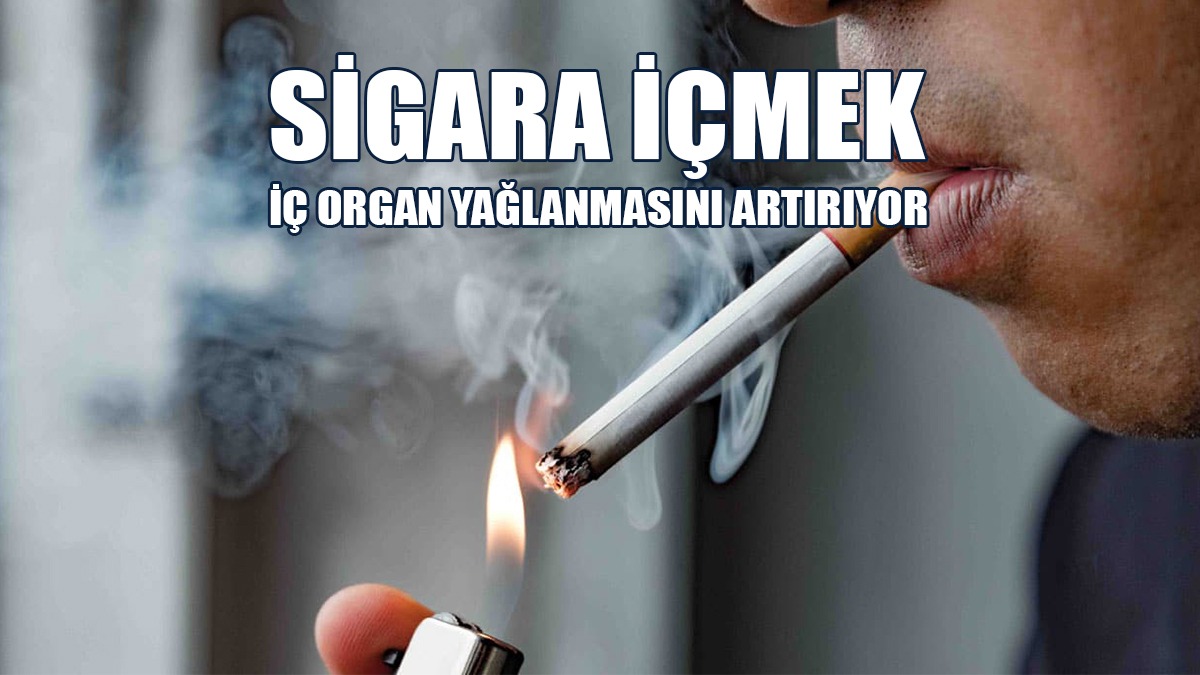 Sigara İçenlerde İç Organ Yağlanması, İçmeyenlere Göre Daha Fazla Olabilir