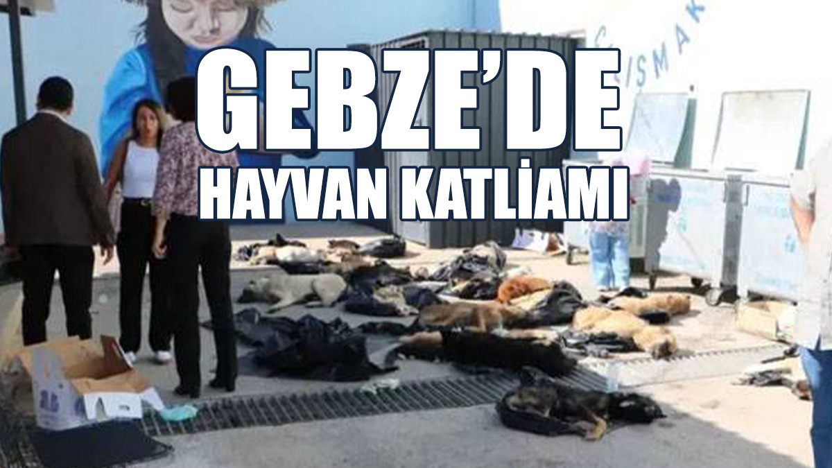 43 Köpek Ve Kedi İlaçla Öldürüldü