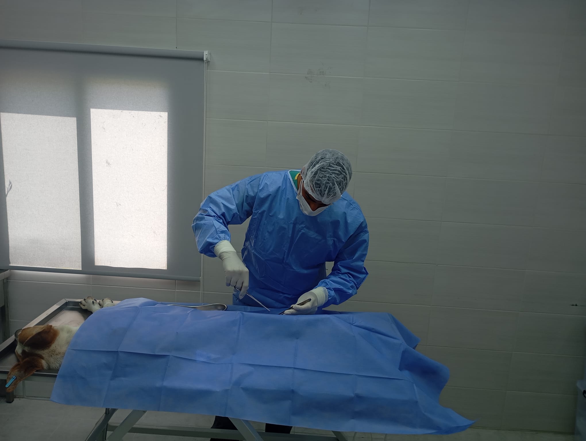 Girne Belediyesi bininci sokak köpeğini kısırlaştırdı