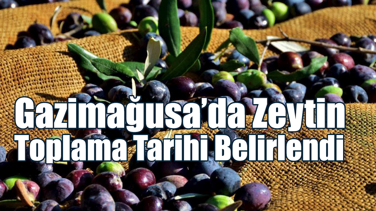 Gazimağusa’da Zeytin Toplama Tarihi Belirlendi