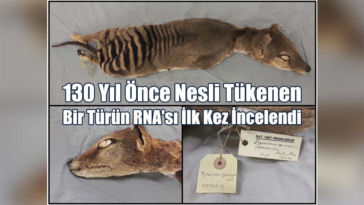 130 Yıl Önce Nesli Tükenen Bir Türün RNA'sı İlk Kez İncelendi