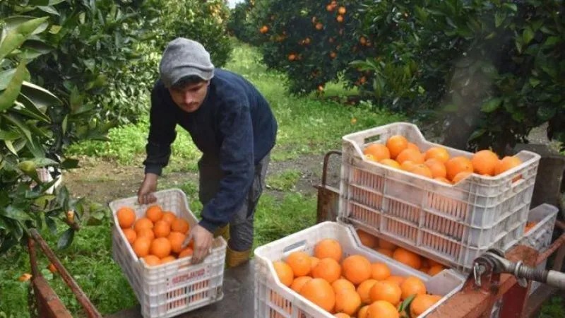 Mevsimlik işçiler nüfus cüzdanıyla KKTC’ye gelebilecek