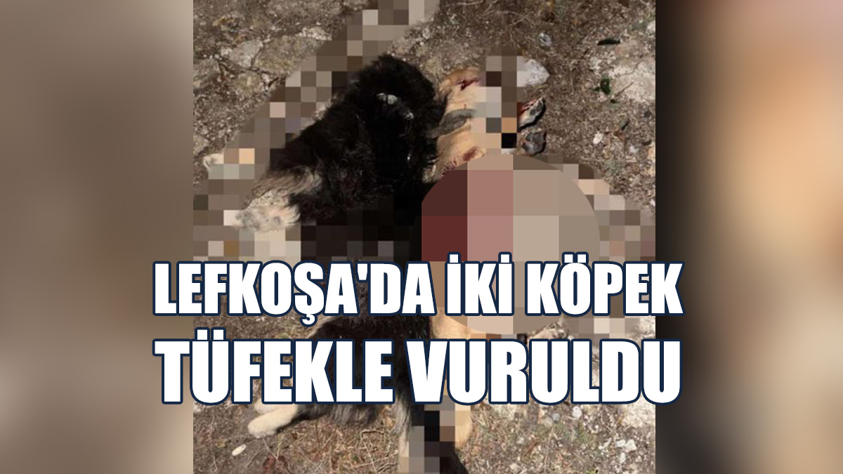 “İşte Bu Yüzden Can Dostlarınızı Serbest Bırakmayın Diye Haykırıyoruz!!!”