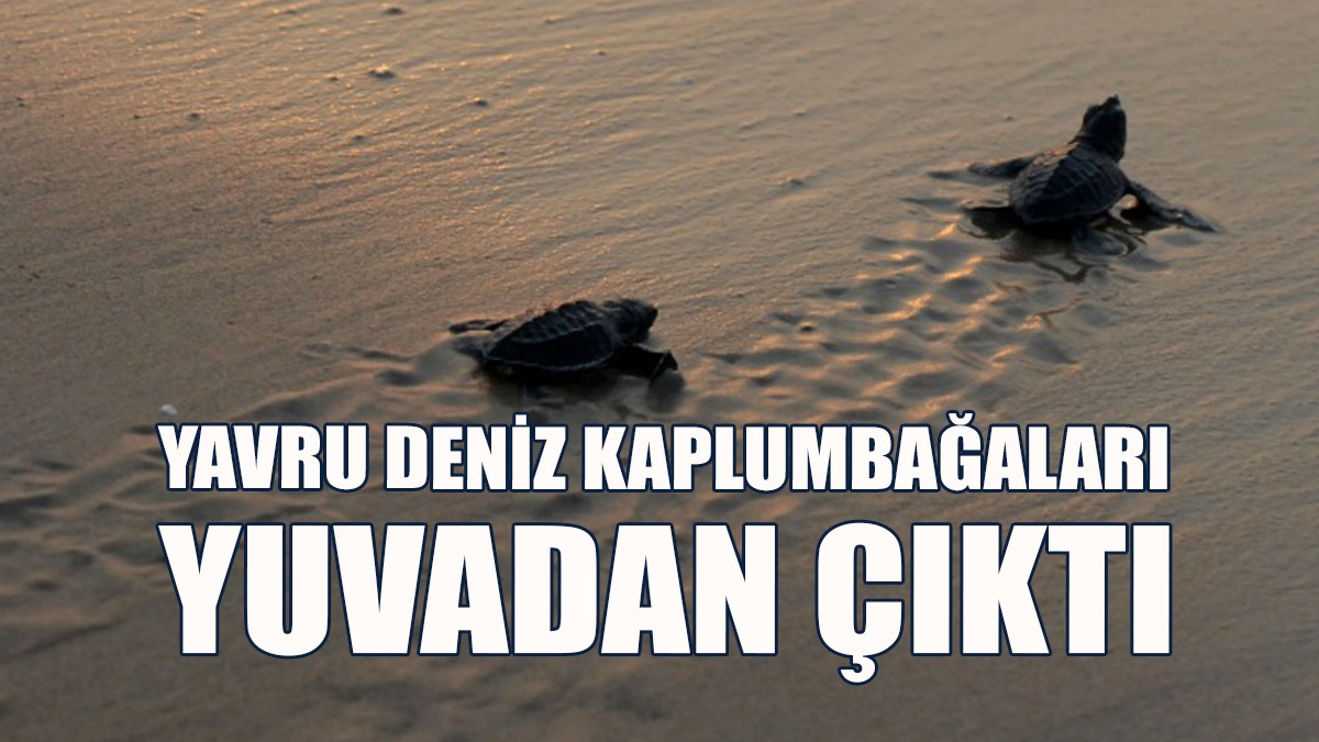 Sezonun İlk Yavru Deniz Kaplumbağaları Yuvadan Çıktı