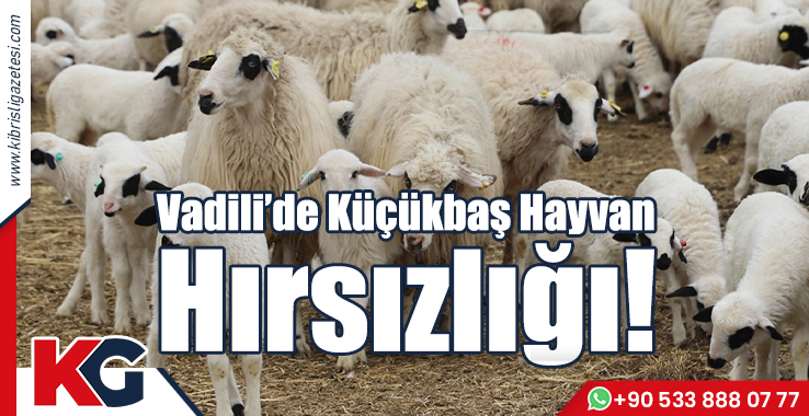 Vadili’de Küçükbaş Hayvan Hırsızlığı!