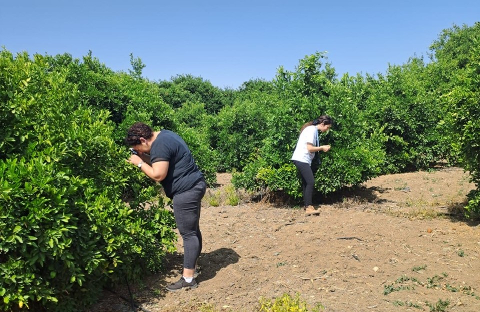 Tarım Dairesi’nden zararlı böcek Diaphorina citri’yle mücadele duyurusu