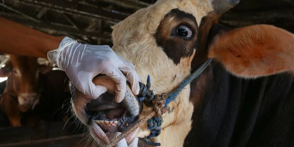 Veterinerlerden “şap” açıklaması: Paniğe kapılmayın!