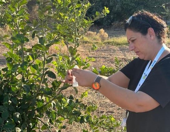 Turunçgil zararlısına karşı mücadele: Doğaya 36 bin parazitoit bırakıldı