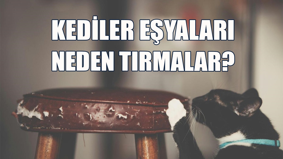 Kediler Eşyaları Tırmalayarak Pençelerinin Keskin Kalmasını Sağlıyor