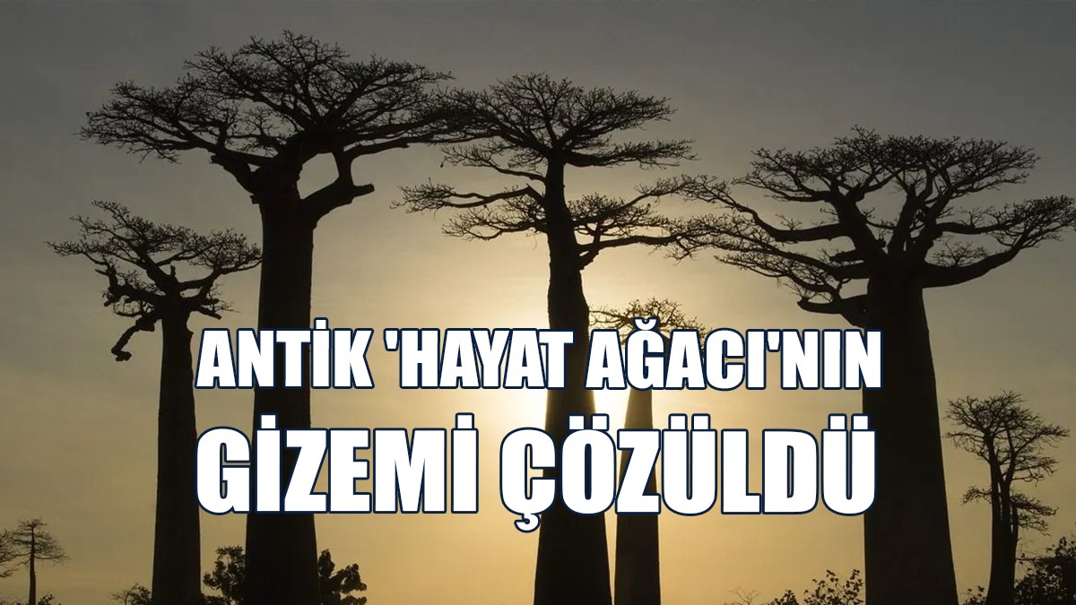 Antik 'Hayat Ağacı'nın Gizemi Çözüldü