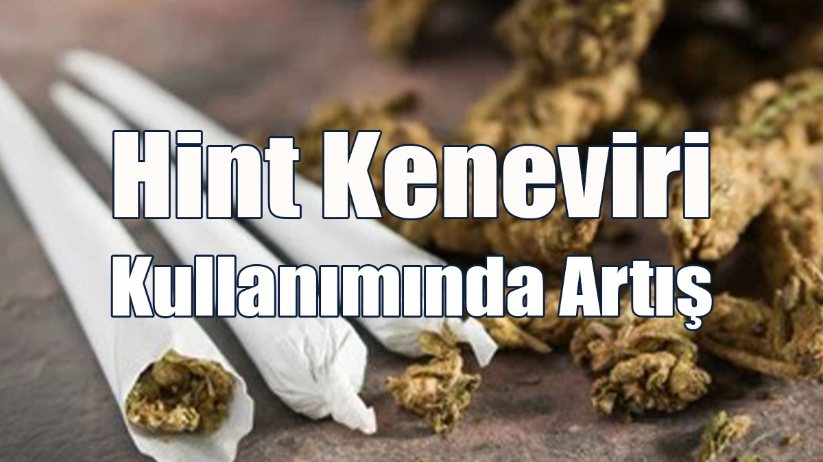 Güney’de Hint Keneviri Kullanımında Artış