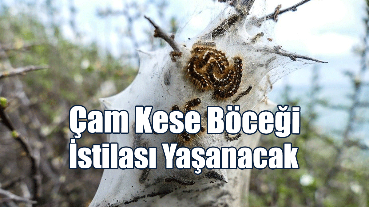 Bio-Der, Çam Kese Böceği İstilası Yaşanacağı Uyarısında Bulundu