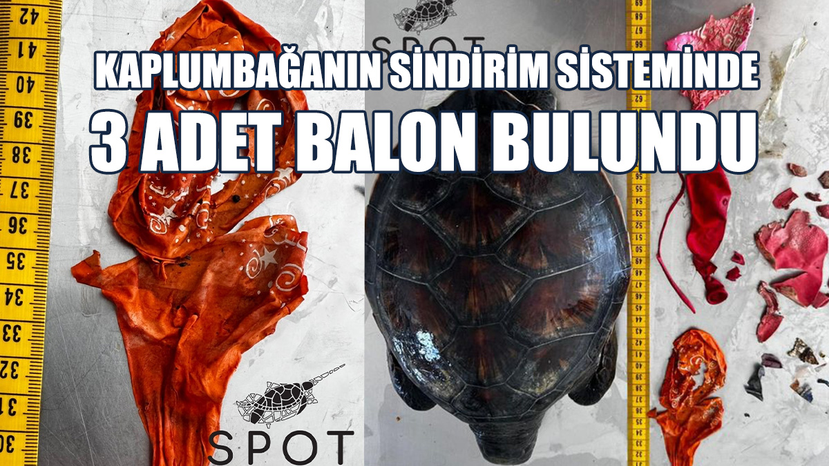 "Yeni Bir Hayatı Kutlamak Bir Hayata Mal Oldu"