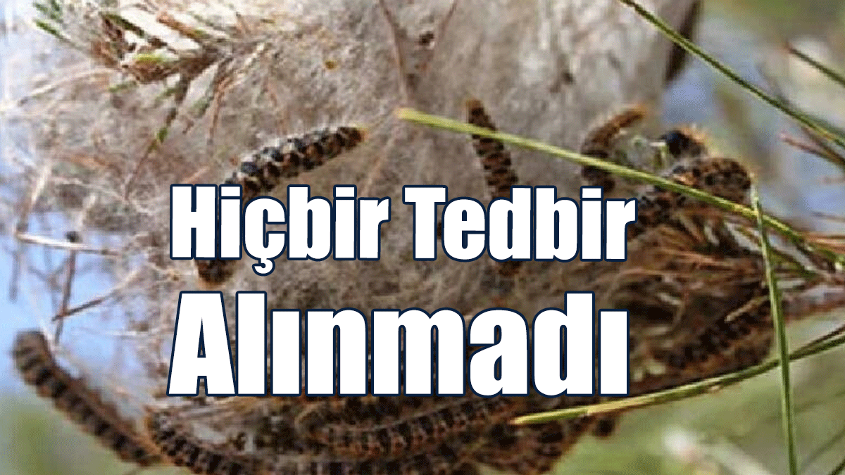 KEMA: Geçen Yıldan Daha Yoğun Bir Çam Kese Böceği Zararlısıyla Karşı Karşıyayız