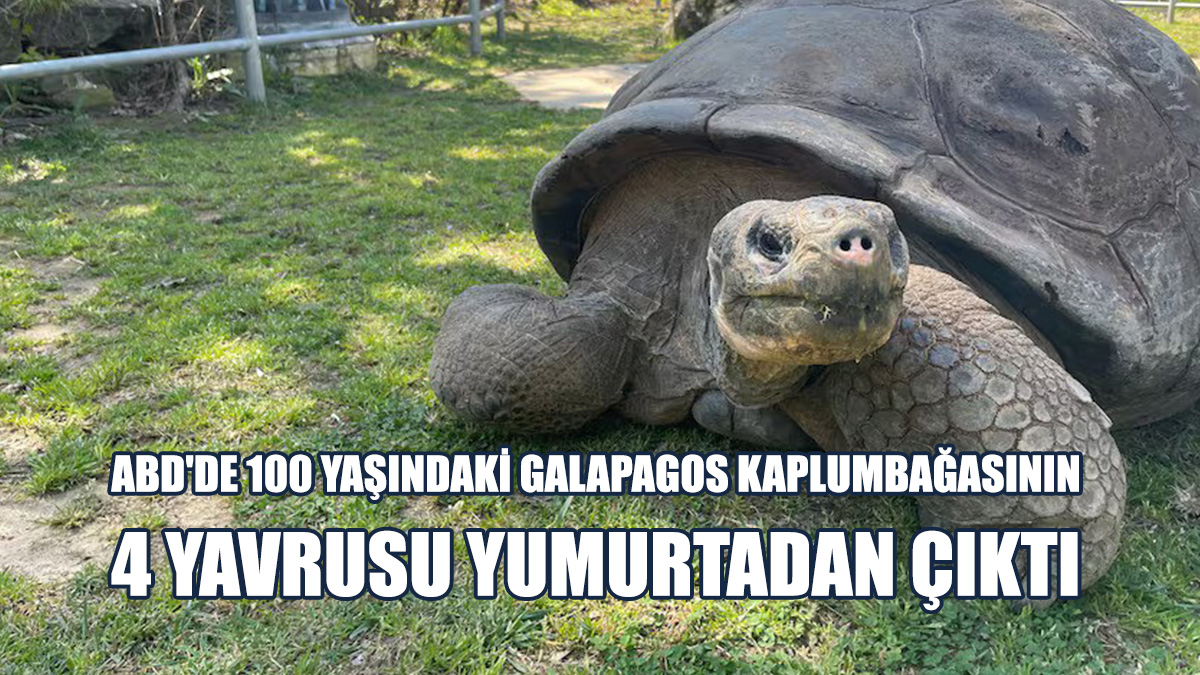 Dev Galapagos Kaplumbağasından 50 Adetten Az Kaldığı Tahmin Ediliyor