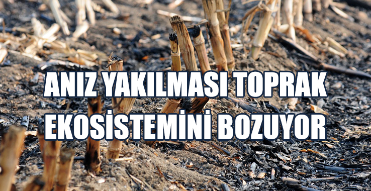 Anız Yakılması Toprak Ekosistemini Bozuyor