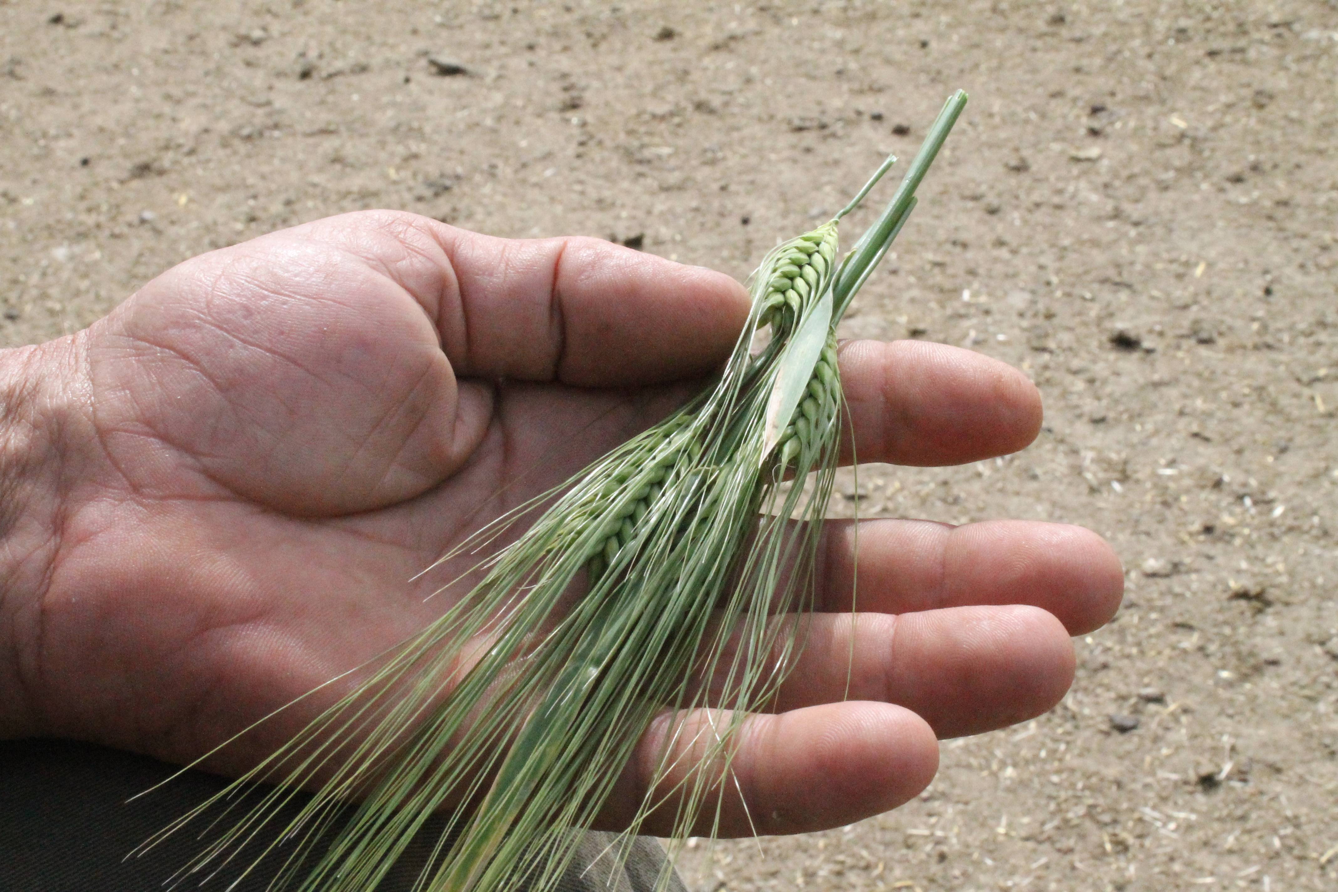 "Kuraklığa girmeyen bölgelerdeki ürün kayıpları için de ödeme yapılması yerinde bir karar"