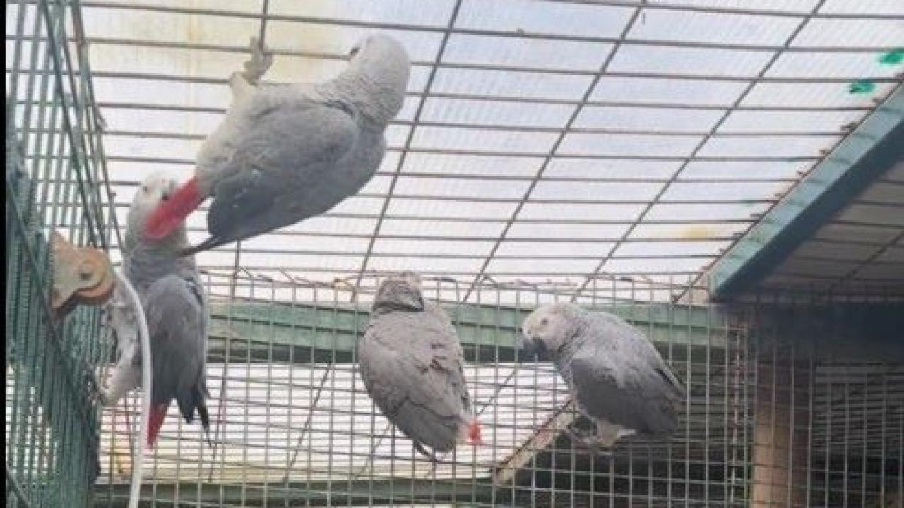 İstanbul Havalimanı'nda bavul içinde 20 Afrika gri papağanı ele geçirildi