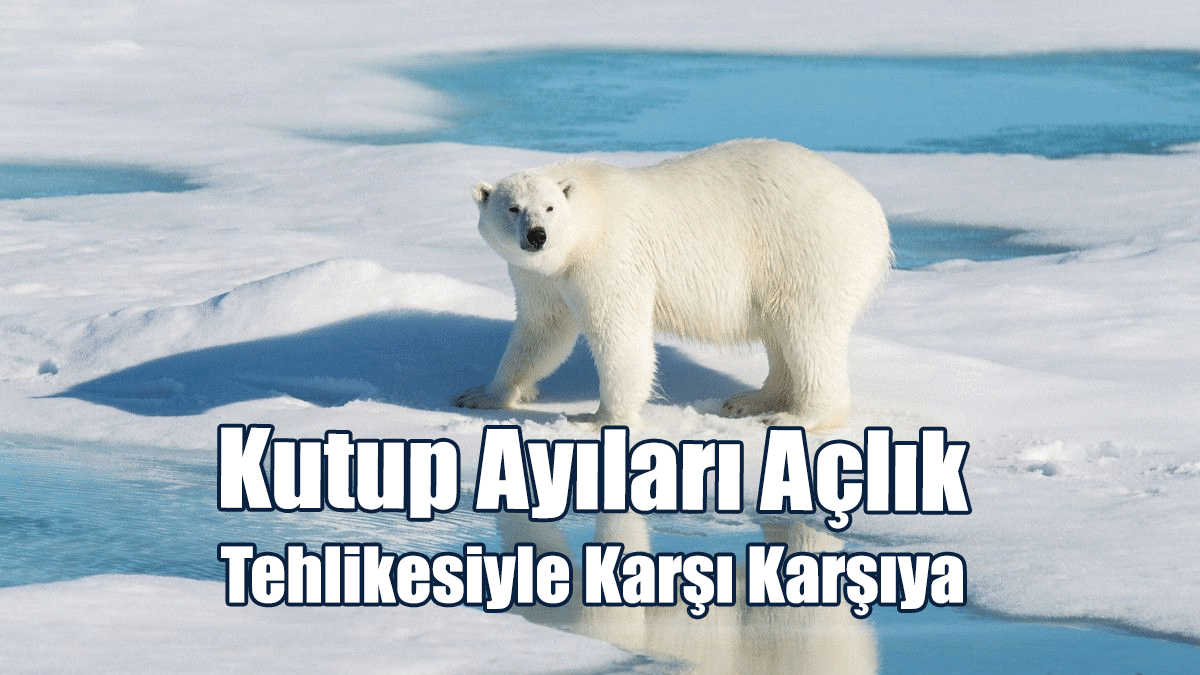 Buzların Erimesiyle Kutup Ayıları Açlık Tehlikesiyle Karşı Karşıya