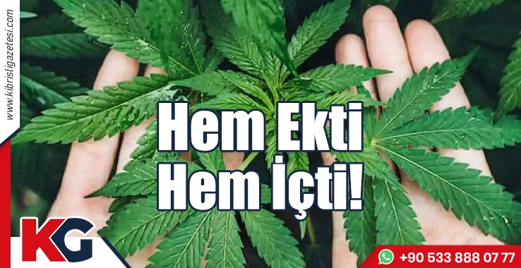 Lefkoşa’da 11 Kök Uyuşturucu