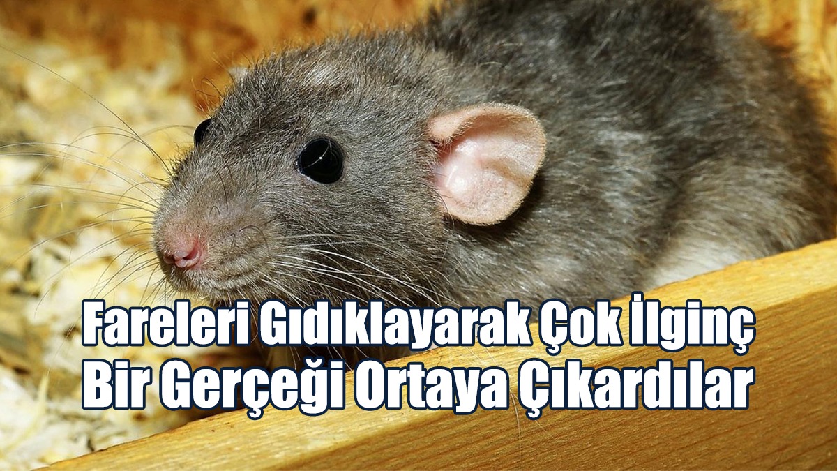 Bilim İnsanları Fareleri Gıdıklayarak Çok İlginç Bir Gerçeği Ortaya Çıkardı
