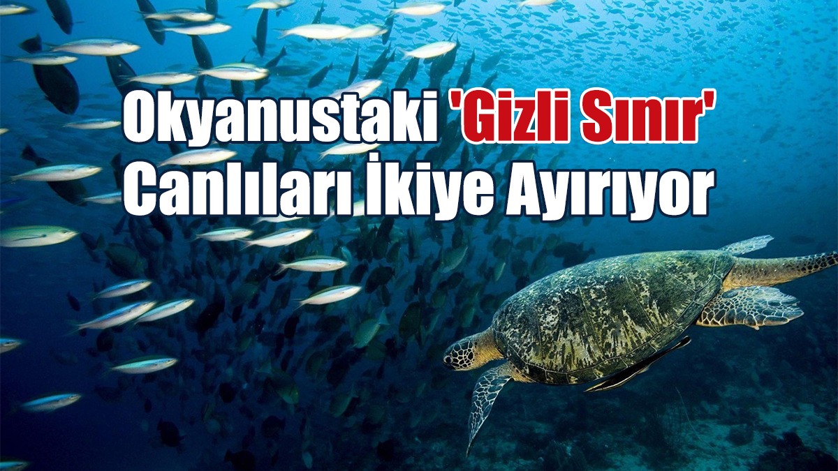 Okyanustaki 'Gizli Sınır' Canlıları İkiye Ayırıyor