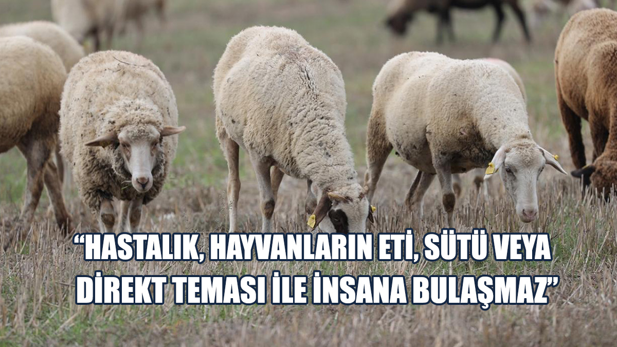Veteriner Hekimler Birliği’nden Mavi Dil Hastalığı Açıklaması