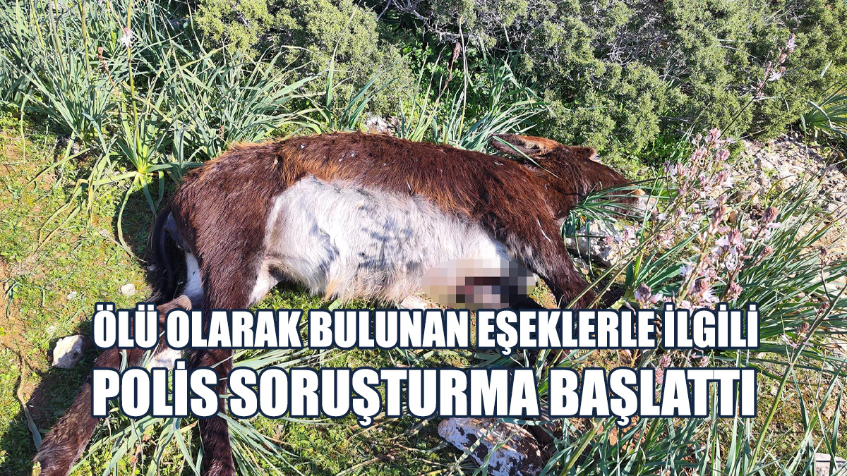 Eşeklerin Ölüm Nedenlerinin Tespiti İle İlgili Çalışmalar Devam Ediyor