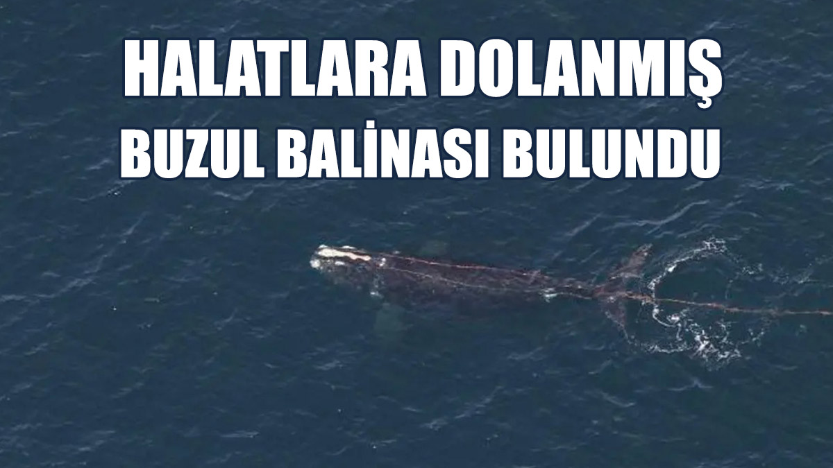 Dev Balinaya Müdahale Çok Güç