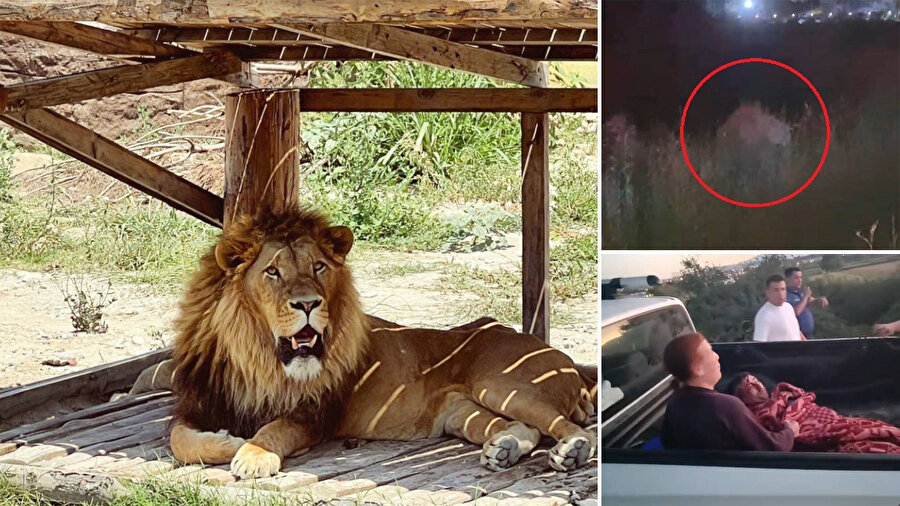 Manavgat'ta hayvan parkından kaçan aslan bir kişiyi yaraladı