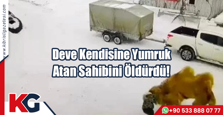 Deve Kendisine Yumruk Atan Sahibini Öldürdü!