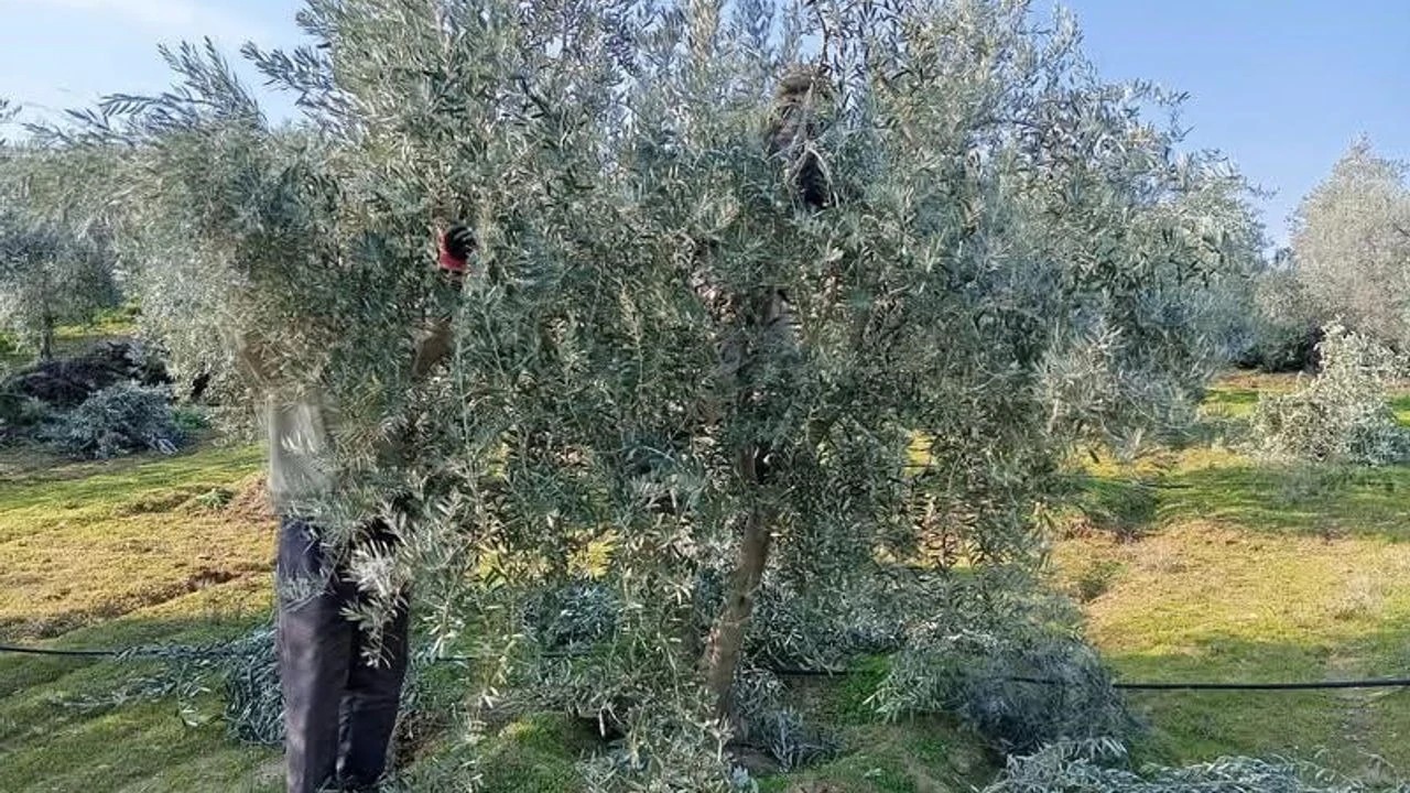 Zeytin ağacını izinsiz budayıp, söken şahsa yasal işlem...