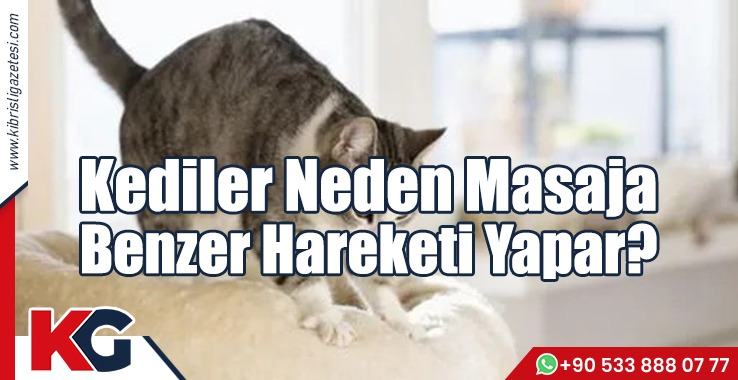 Kediler Neden Masaja Benzer Hareketi Yapar?