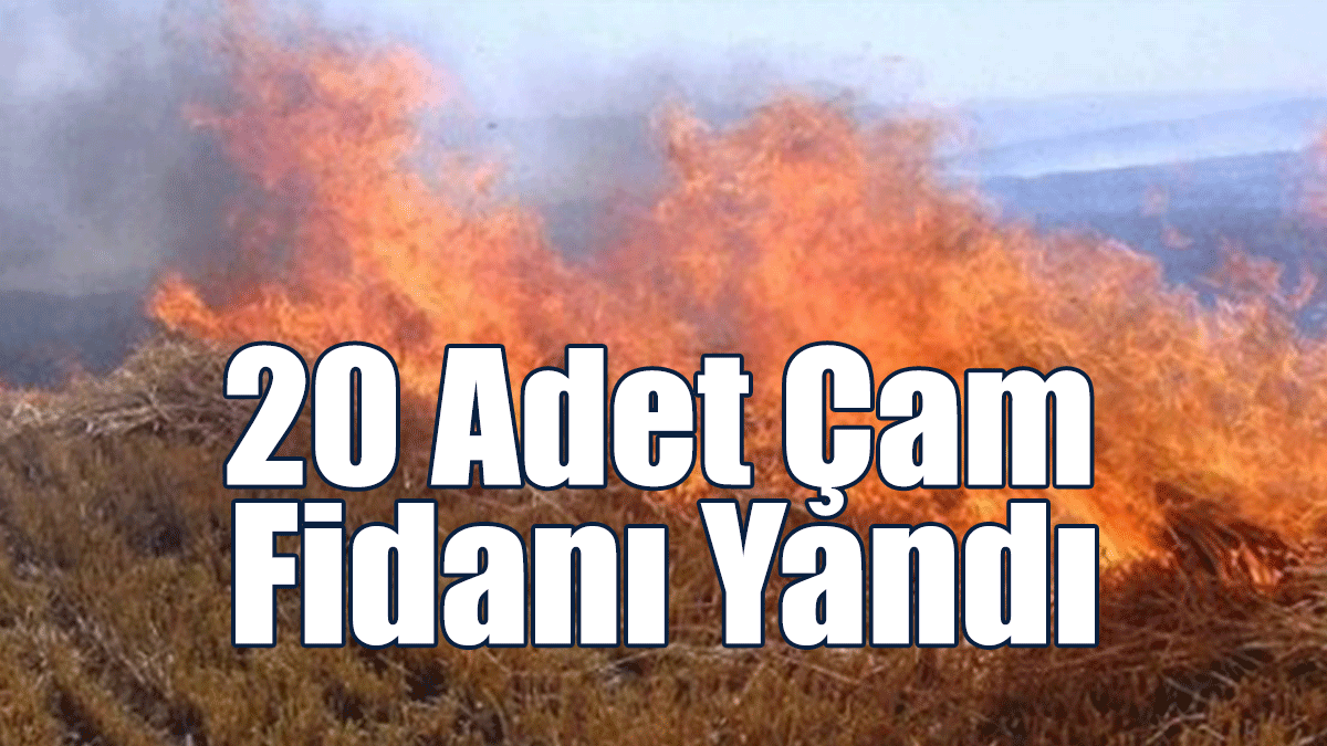 20 Adet Çam Fidanı Yandı