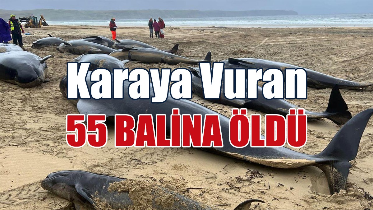 Karaya Vuran 55 Balina Öldü
