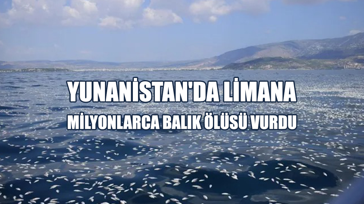 Yunanistan'da Limana Milyonlarca Balık Ölüsü Vurdu
