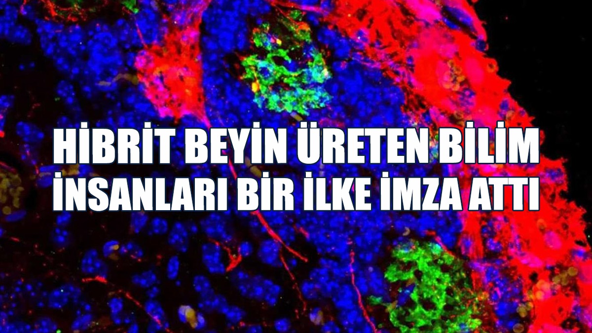 Fareler, Sıçan Hücreleri Sayesinde Koku Almayı Başardı