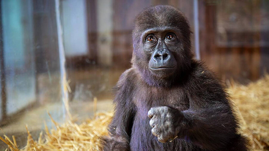 Goril yavrusu "Zeytin" Nijerya'ya iade edilecek