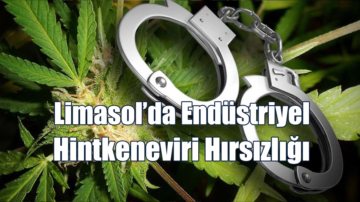 Limasol’da Endüstriyel Hintkeneviri Hırsızlığı