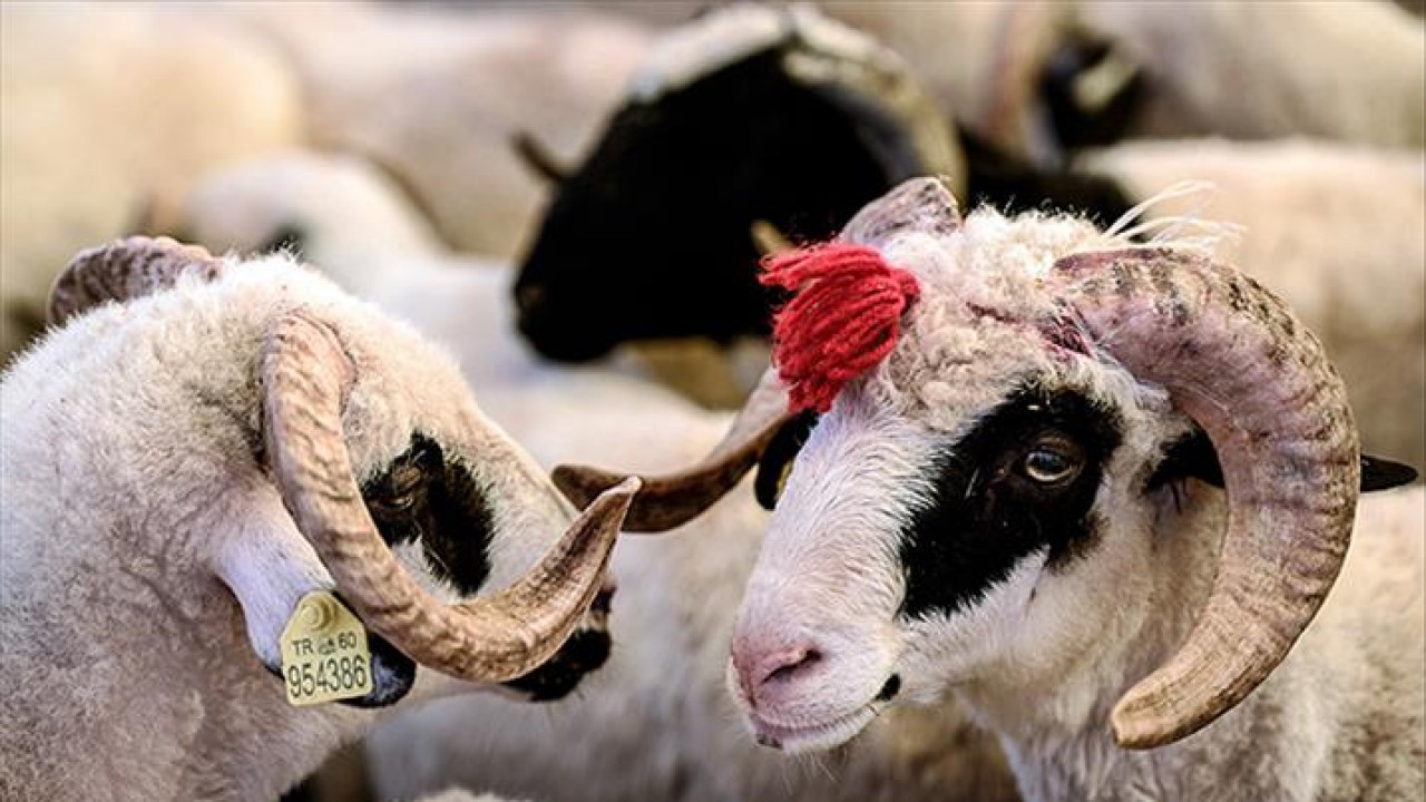 Bugün Kurban Bayramı'nın ilk günü! Hangi belediye ne yapacak?