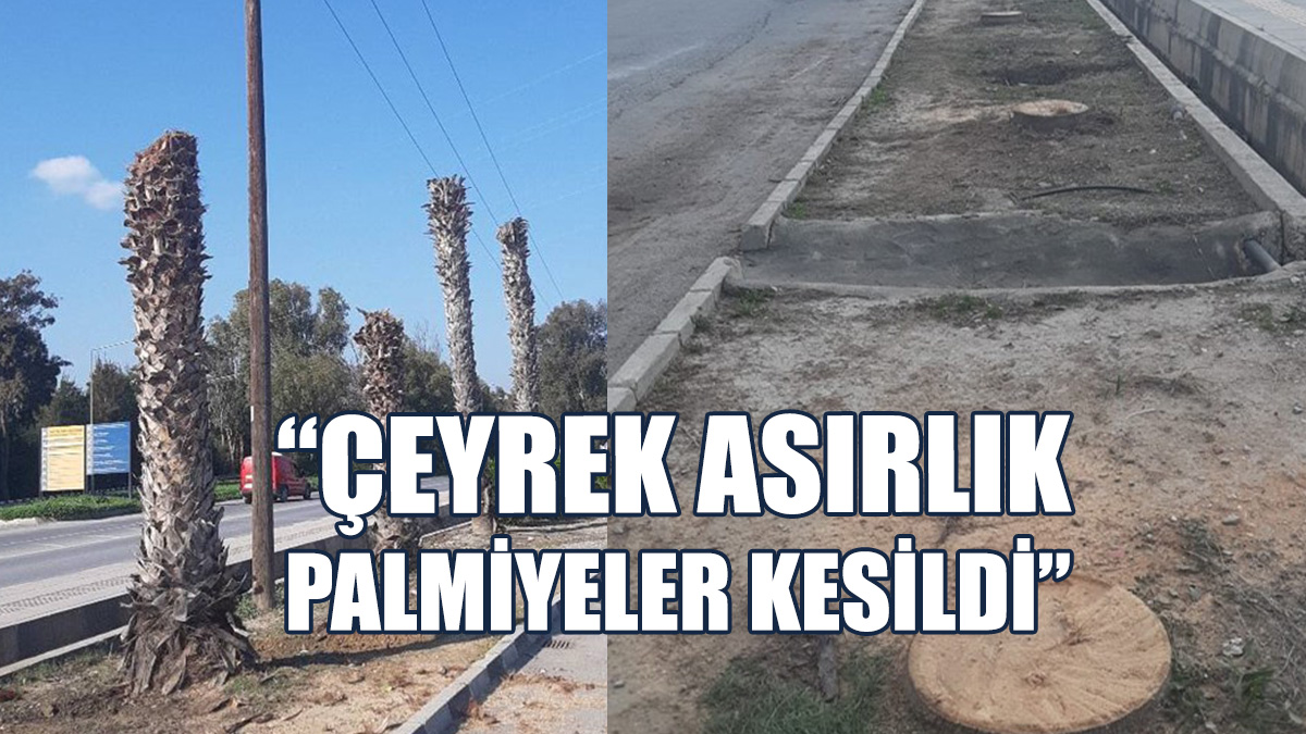 PMO, Ağaç Katliamlarının Durdurulması İçin Çağrı Yaptı