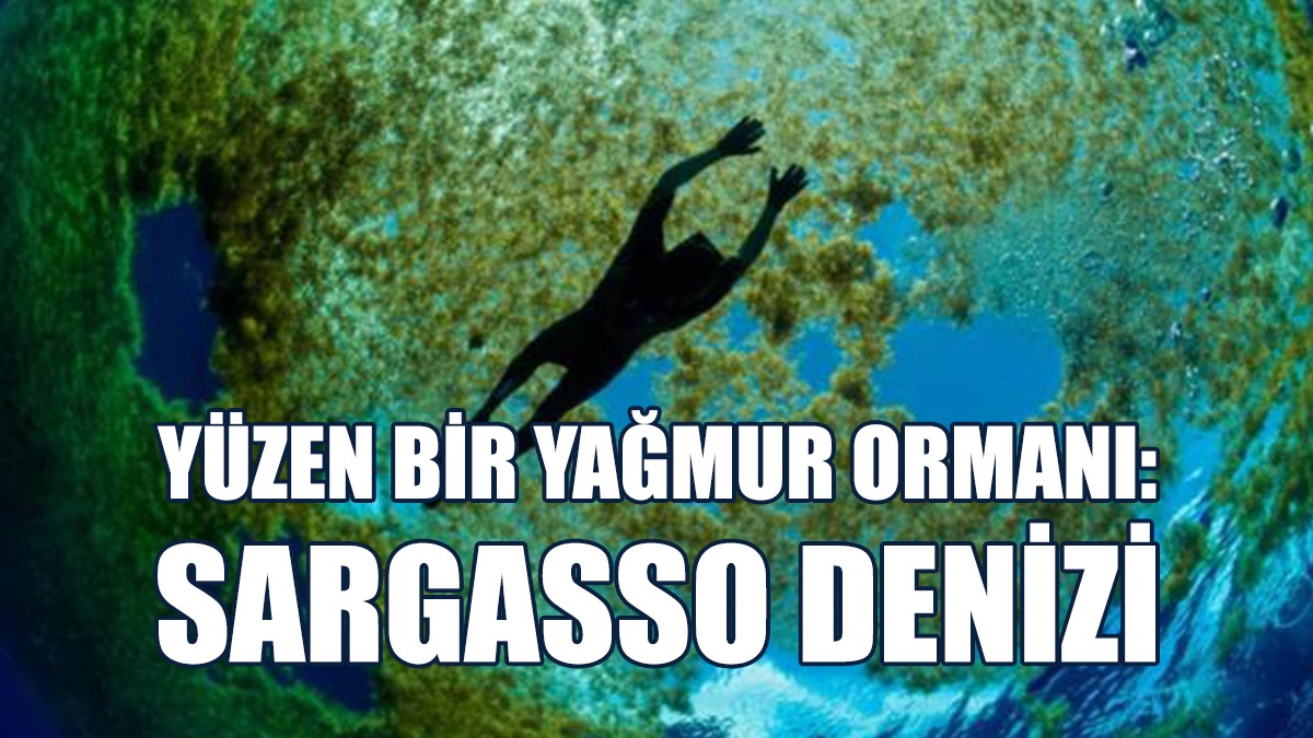 Yüzen Bir Yağmur Ormanı: Sargasso Denizi