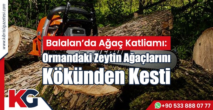 Ormandaki Zeytin Ağaçlarını  Kökünden Kesti