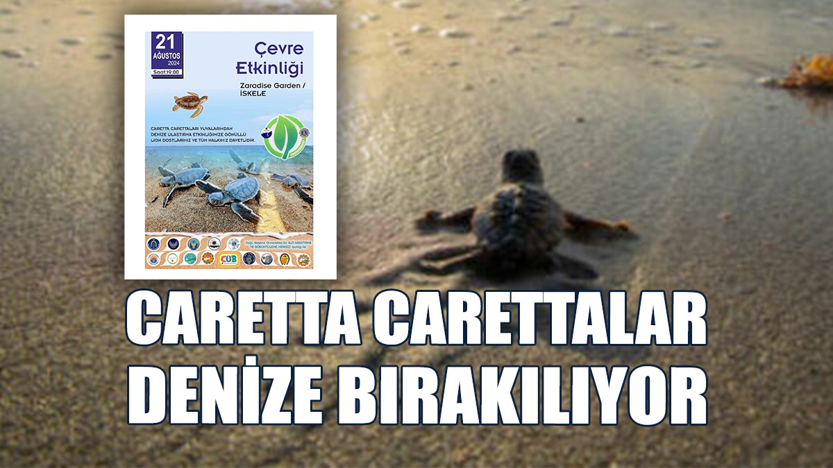 İskele Sahilinde Bugün Caretta Carettalar Denize Bırakılıyor