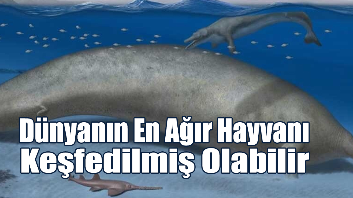 Dünyanın En Ağır Hayvanı Keşfedilmiş Olabilir