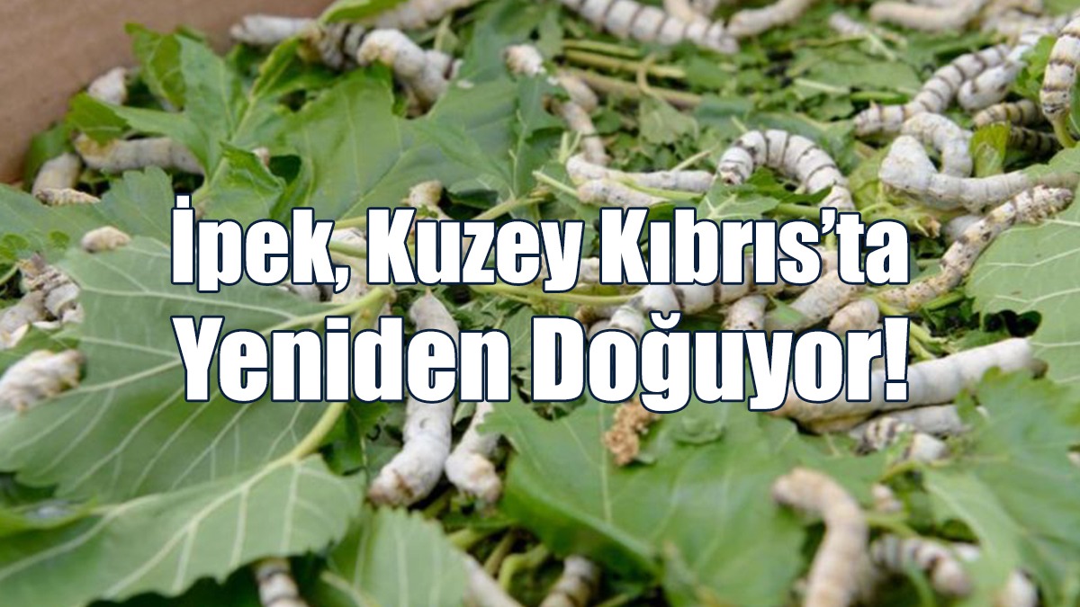 İpek, Kuzey Kıbrıs’ta Yeniden Doğuyor!