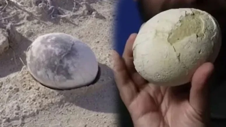 70 milyon yıllık mükemmel bir dinozor yumurtası bulundu…